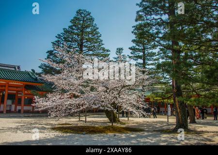 Parco nel Santuario Heian Jingu, Kyoto, Honshu, Giappone, Asia Foto Stock