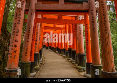 Le Endless Red Gates (Torii) del Fushimi Inari di Kyoto, Kyoto, Honshu, Giappone, Asia Foto Stock