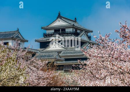 La fioritura dei ciliegi nel Castello di Matsuyama, Shikoku, Giappone, Asia Foto Stock