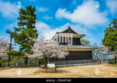 La fioritura dei ciliegi nel Castello di Matsuyama, Shikoku, Giappone, Asia Foto Stock