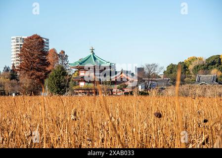 Parco Ueno in autunno, lago Lotus con tempio Shinobazunoike Benten-do, stagno Shinobazuno, Ueno, Tokyo, Honshu, Giappone, Asia Foto Stock