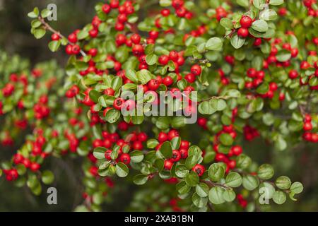 Foto ravvicinata di un cespuglio di Pyracantha con piccoli bacche rosse e foglie verdi Foto Stock