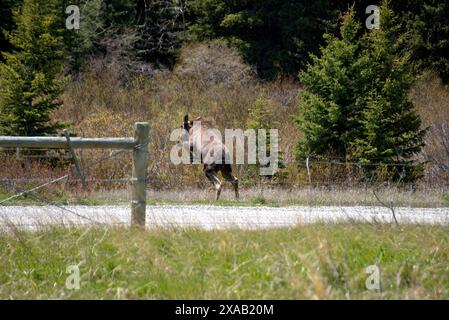Un toro adolescente alce salta una recinzione nel Glacier National Park Foto Stock