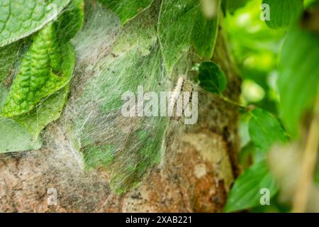 Parassita processione di quercia bruco caterpillars su un albero infetto. Attacco di insetti in città, problema ambientale. Foto Stock