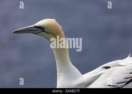 ritratto di una gannet contro il mare Foto Stock