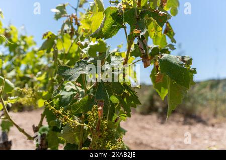 Barcellona, Spagna. 5 giugno 2024. I vigneti di Peneds, soprattutto nella parte settentrionale, sono stati colpiti dalla violenta tempesta di sabato scorso, un ulteriore colpo alla già grave situazione che questa regione vinicola sta vivendo a causa della siccità. Los vi-edos del Peneds, especialmente en la parte norte, se han visto afectados por la violenta tormenta del S‡bado pasado, un a-adido m‡s a la ya grave situaci-n que sufre esta zona vin'cola por la sequ'a.. News clima - Barcellona, Spagna mercoledì 5 giugno 2024 (foto di Eric Renom/LaPresse) crediti: LaPresse/Alamy Live News Foto Stock