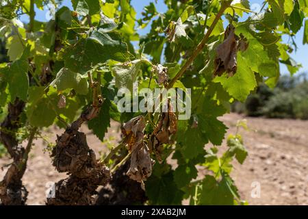 Barcellona, Spagna. 5 giugno 2024. I vigneti di Peneds, soprattutto nella parte settentrionale, sono stati colpiti dalla violenta tempesta di sabato scorso, un ulteriore colpo alla già grave situazione che questa regione vinicola sta vivendo a causa della siccità. Los vi-edos del Peneds, especialmente en la parte norte, se han visto afectados por la violenta tormenta del S‡bado pasado, un a-adido m‡s a la ya grave situaci-n que sufre esta zona vin'cola por la sequ'a.. News clima - Barcellona, Spagna mercoledì 5 giugno 2024 (foto di Eric Renom/LaPresse) crediti: LaPresse/Alamy Live News Foto Stock