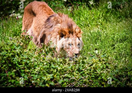Un leone che cammina attraverso una lussureggiante vegetazione verde, sembra essere sul prosciutto. La criniera del leone è prominente e lo sfondo è pieno di vegetazione. Foto Stock