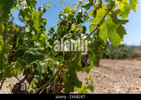 Barcellona, Spagna. 5 giugno 2024. I vigneti di Peneds, soprattutto nella parte settentrionale, sono stati colpiti dalla violenta tempesta di sabato scorso, un ulteriore colpo alla già grave situazione che questa regione vinicola sta vivendo a causa della siccità. Los vi-edos del Peneds, especialmente en la parte norte, se han visto afectados por la violenta tormenta del S‡bado pasado, un a-adido m‡s a la ya grave situaci-n que sufre esta zona vin'cola por la sequ'a.. News clima - Barcellona, Spagna mercoledì 5 giugno 2024 (foto di Eric Renom/LaPresse) crediti: LaPresse/Alamy Live News Foto Stock