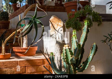 Cactus nella vecchia casa tropicale nel Giardino Botanico di Uppsala. Oggi una collezione di succulenti. Triangeln, Uppsala, Svezia Foto Stock