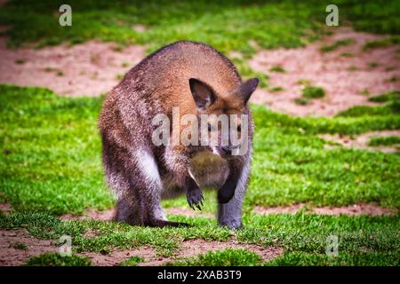Primo piano di un canguro in piedi su un terreno erboso, guardando direttamente la telecamera. Foto Stock
