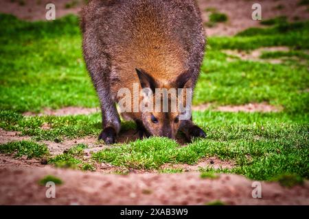 Primo piano di un wallaby che pascolava sull'erba verde in un ambiente naturale. Foto Stock