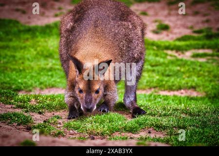Primo piano di un canguro che pascolava sull'erba verde in un ambiente naturale. Foto Stock