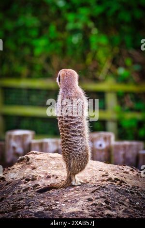 Un meerkat in piedi su una roccia con sfondo verde sfocato. Foto Stock