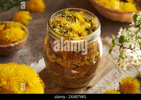 Preparazione di sciroppo di dente di leone da fiori gialli freschi e zucchero di canna in un vaso di vetro Foto Stock