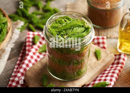 Preparazione di sciroppo alle erbe da giovani punte di abete fresco raccolte in primavera e zucchero di canna Foto Stock