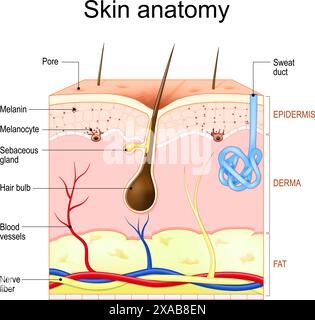 Anatomia cutanea. Strati e struttura della pelle umana. Sezione trasversale della pelle con follicolo dei capelli, sudore e ghiandole sebacee, epidermide, derma, ipodermide. Illustrazione Vettoriale