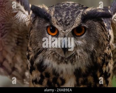Primo piano del gufo eurasiatico (bubo bubo) con occhi arancioni vividi, Flint Hill, Virginia Foto Stock