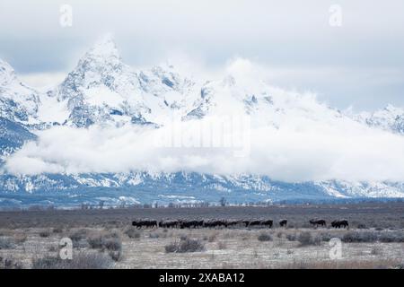 Una mandria di bisonti che migra sotto le Teton Mountains avvolta dalla nebbia. Grand Teton National Park, Wyoming Foto Stock