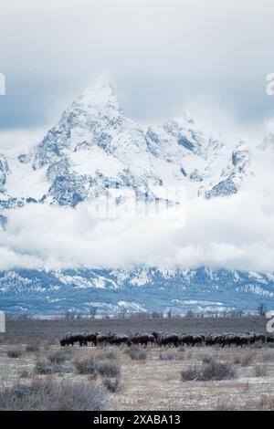 Le Teton Mountains, avvolte dalla nebbia, si innalzano sopra una mandria di bisonti migranti. Grand Teton National Park, Wyoming Foto Stock