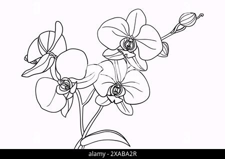 Delineare il ramo delle orchidee. Contorno phalaenopsis, line art. Fiore minimalista isolato su sfondo bianco Illustrazione Vettoriale