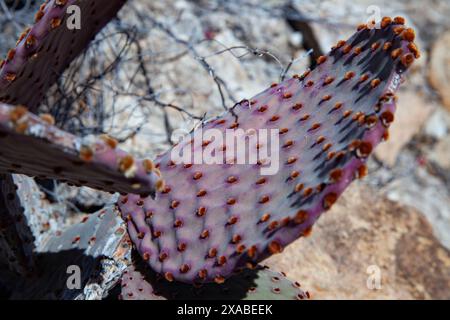 Un fico d'India viola, cactus (Opuntia engelmannii) al Big Bend National Park Foto Stock