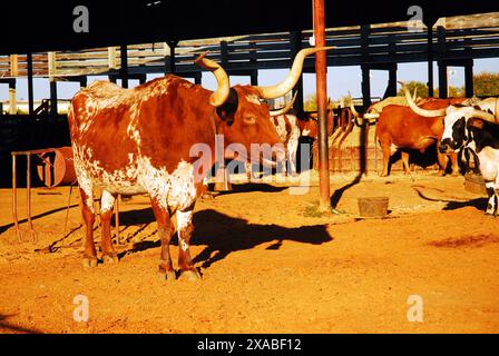 Texas Longhorns Foto Stock