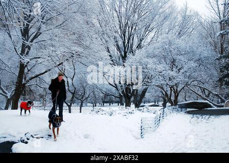 Una donna adulta affronta il freddo e la neve per camminare con i cani in una giornata invernale a Central Park, New York Foto Stock