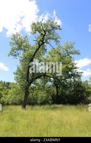 L'albero di cottonwood solitario in un prato a Dan Number 4 Woods a Park Ridge, Illinois Foto Stock