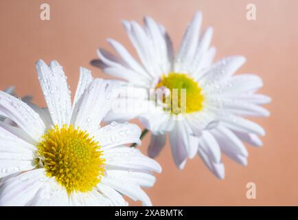 Foto macro di due margherite bianche con centri gialli, adornate da gocce d'acqua su un morbido fondo di pesca. Foto Stock