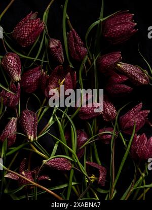 Moody flora. fritillaria meleagris, fiori di nocciolo su sfondo nero. Primo piano floreale estremo. motivi floreali, full frame Foto Stock