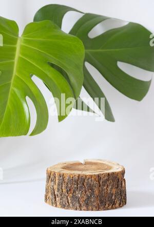 Stile naturale. Seghetto in legno tagliato, podio rotondo e foglie verdi Monstera pianta di formaggio svizzero su sfondo bianco. Natura morta per la presentazione del perche' Foto Stock