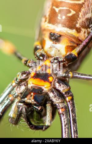 I ragni ORB-weaver sono membri della famiglia dei ragni Araneidae. Sono il gruppo più comune di costruttori di nastri a forma di ruota a spirale che si trovano spesso in g Foto Stock