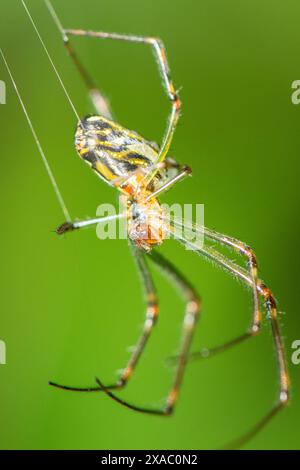 I ragni ORB-weaver sono membri della famiglia dei ragni Araneidae. Sono il gruppo più comune di costruttori di nastri a forma di ruota a spirale che si trovano spesso in g Foto Stock