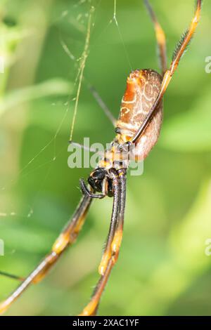 I ragni ORB-weaver sono membri della famiglia dei ragni Araneidae. Sono il gruppo più comune di costruttori di nastri a forma di ruota a spirale che si trovano spesso in g Foto Stock