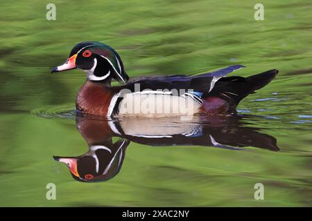 Anatra legno colorato con riflessione sul lago, Quebec, Canada Foto Stock