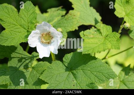 Primo piano sul grande fiore bianco del mirtillo, Rubus parviflorus, Crescent City, California Foto Stock