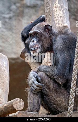 Westafrikanischer Schimpanse Pan troglodytes verus . Westafrikanischer Schimpanse Pan troglodytes verus im Zoo Leipzig. 20240605MIC0536 *** Scimpanzé dell'Africa occidentale Pan troglodytes verus West African chimpanzee Pan troglodytes verus allo zoo di Lipsia 20240605MIC0536 Foto Stock