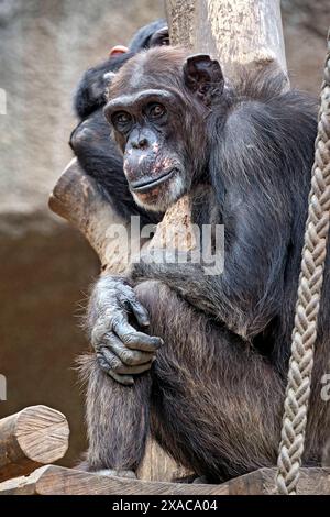 Westafrikanischer Schimpanse Pan troglodytes verus . Westafrikanischer Schimpanse Pan troglodytes verus im Zoo Leipzig. 20240605MIC0540 *** Scimpanzé dell'Africa occidentale Pan troglodytes verus West African chimpanzee Pan troglodytes verus allo zoo di Lipsia 20240605MIC0540 Foto Stock