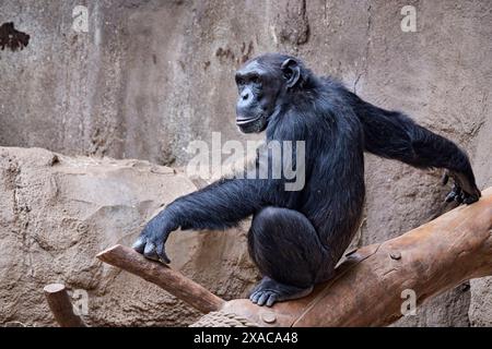 Westafrikanischer Schimpanse Pan troglodytes verus . Westafrikanischer Schimpanse Pan troglodytes verus im Zoo Leipzig. 20240605MIC0657 *** Chimpanzee dell'Africa occidentale Pan troglodytes verus West African chimpanzee Pan troglodytes verus allo zoo di Lipsia 20240605MIC0657 Foto Stock