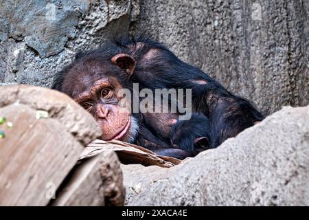 Westafrikanischer Schimpanse Pan troglodytes verus . Westafrikanischer Schimpanse Pan troglodytes verus im Zoo Leipzig. DAS 13jährige Schimpansen-Weibchen Changa Hat in der Nacht zum 04.06.2024 den ersten Nachwuchs ihrer Art im Zoo Leipzig Seit 2021 zur Welt gebracht. 20240605MIC0593 *** Scimpanzé dell'Africa occidentale Pan troglodytes verus Scimpanzee dell'Africa occidentale Pan troglodytes verus allo zoo di Lipsia la tredicenne scimpanzea Changa ha dato alla luce la prima progenie della sua specie allo zoo di Lipsia dal 2021 la notte del 04 06 2024 20240605MIC0593 Foto Stock