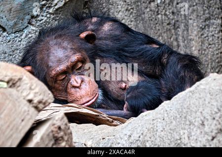 Westafrikanischer Schimpanse Pan troglodytes verus . Westafrikanischer Schimpanse Pan troglodytes verus im Zoo Leipzig. DAS 13jährige Schimpansen-Weibchen Changa Hat in der Nacht zum 04.06.2024 den ersten Nachwuchs ihrer Art im Zoo Leipzig Seit 2021 zur Welt gebracht. 20240605MIC0621 *** Scimpanzé dell'Africa occidentale Pan troglodytes verus Scimpanzee dell'Africa occidentale Pan troglodytes verus allo zoo di Lipsia la tredicenne scimpanzea Changa ha dato alla luce la prima progenie della sua specie allo zoo di Lipsia dal 2021 la notte del 04 06 2024 20240605MIC0621 Foto Stock