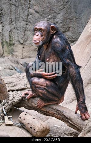 Westafrikanischer Schimpanse Pan troglodytes verus . Westafrikanischer Schimpanse Pan troglodytes verus im Zoo Leipzig. DAS 13jährige Schimpansen-Weibchen Changa Hat in der Nacht zum 04.06.2024 den ersten Nachwuchs ihrer Art im Zoo Leipzig Seit 2021 zur Welt gebracht. 20240605MIC0772 *** Scimpanzé dell'Africa occidentale Pan troglodytes verus Scimpanzee dell'Africa occidentale Pan troglodytes verus allo zoo di Lipsia la tredicenne scimpanzea Changa ha dato alla luce la prima progenie della sua specie allo zoo di Lipsia dal 2021 la notte del 04 06 2024 20240605MIC0772 Foto Stock