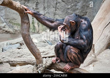 Westafrikanischer Schimpanse Pan troglodytes verus . Westafrikanischer Schimpanse Pan troglodytes verus im Zoo Leipzig. DAS 13jährige Schimpansen-Weibchen Changa Hat in der Nacht zum 04.06.2024 den ersten Nachwuchs ihrer Art im Zoo Leipzig Seit 2021 zur Welt gebracht. 20240605MIC0813 *** Scimpanzé dell'Africa occidentale Pan troglodytes verus Scimpanzee dell'Africa occidentale Pan troglodytes verus allo zoo di Lipsia la tredicenne scimpanzea Changa ha dato alla luce la prima progenie della sua specie allo zoo di Lipsia dal 2021 la notte del 04 06 2024 20240605MIC0813 Foto Stock