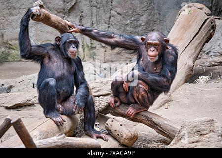 Westafrikanischer Schimpanse Pan troglodytes verus . Westafrikanischer Schimpanse Pan troglodytes verus im Zoo Leipzig. DAS 13jährige Schimpansen-Weibchen Changa Hat in der Nacht zum 04.06.2024 den ersten Nachwuchs ihrer Art im Zoo Leipzig Seit 2021 zur Welt gebracht. 20240605MIC0830 *** Scimpanzé dell'Africa occidentale Pan troglodytes verus Scimpanzee dell'Africa occidentale Pan troglodytes verus allo zoo di Lipsia la tredicenne scimpanzea Changa ha dato alla luce la prima progenie della sua specie allo zoo di Lipsia dal 2021 la notte del 04 06 2024 20240605MIC0830 Foto Stock