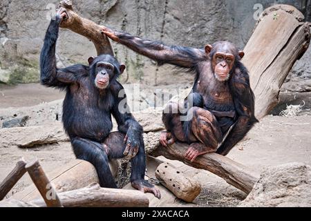 Westafrikanischer Schimpanse Pan troglodytes verus . Westafrikanischer Schimpanse Pan troglodytes verus im Zoo Leipzig. DAS 13jährige Schimpansen-Weibchen Changa Hat in der Nacht zum 04.06.2024 den ersten Nachwuchs ihrer Art im Zoo Leipzig Seit 2021 zur Welt gebracht. 20240605MIC0851 *** Scimpanzé dell'Africa occidentale Pan troglodytes verus Scimpanzee dell'Africa occidentale Pan troglodytes verus allo zoo di Lipsia la tredicenne scimpanzea Changa ha dato alla luce la prima progenie della sua specie allo zoo di Lipsia dal 2021 la notte del 04 06 2024 20240605MIC0851 Foto Stock