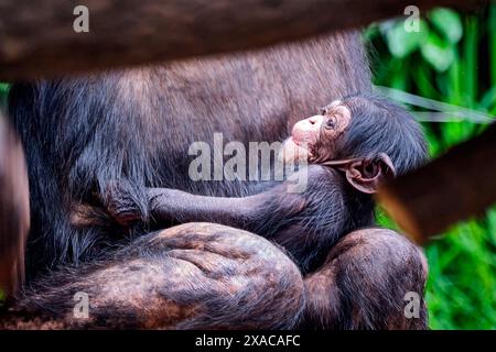 Westafrikanischer Schimpanse Pan troglodytes verus . Westafrikanischer Schimpanse Pan troglodytes verus im Zoo Leipzig. DAS 13jährige Schimpansen-Weibchen Changa Hat in der Nacht zum 04.06.2024 den ersten Nachwuchs ihrer Art im Zoo Leipzig Seit 2021 zur Welt gebracht. 20240605MIC0891 *** Scimpanzé dell'Africa occidentale Pan troglodytes verus Scimpanzee dell'Africa occidentale Pan troglodytes verus allo zoo di Lipsia la tredicenne scimpanzé Changa ha dato alla luce la prima progenie della sua specie allo zoo di Lipsia dal 2021 la notte del 04 06 2024 20240605MIC0891 Foto Stock