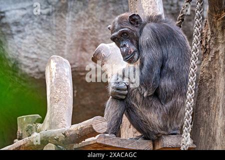 Westafrikanischer Schimpanse Pan troglodytes verus . Westafrikanischer Schimpanse Pan troglodytes verus im Zoo Leipzig. 20240605MIC0921 *** Scimpanzé dell'Africa occidentale Pan troglodytes verus West African chimpanzee Pan troglodytes verus allo zoo di Lipsia 20240605MIC0921 Foto Stock