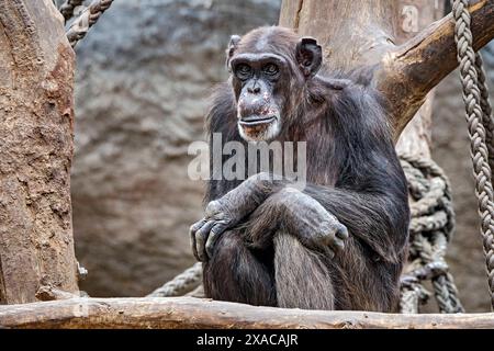 Westafrikanischer Schimpanse Pan troglodytes verus . Westafrikanischer Schimpanse Pan troglodytes verus im Zoo Leipzig. 20240605MIC0966 *** Scimpanzé dell'Africa occidentale Pan troglodytes verus West African chimpanzee Pan troglodytes verus allo zoo di Lipsia 20240605MIC0966 Foto Stock