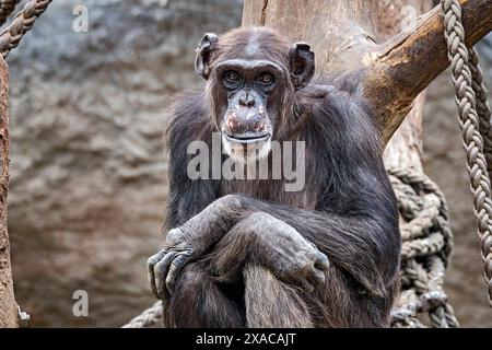 Westafrikanischer Schimpanse Pan troglodytes verus . Westafrikanischer Schimpanse Pan troglodytes verus im Zoo Leipzig. 20240605MIC0955 *** Scimpanzé dell'Africa occidentale Pan troglodytes verus West African chimpanzee Pan troglodytes verus allo zoo di Lipsia 20240605MIC0955 Foto Stock